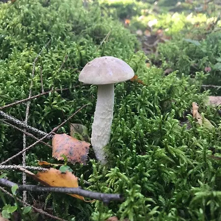 Gawramaszki - - Komfortowe Z Lazienkami I Aneksami Kuchennymi アパート *