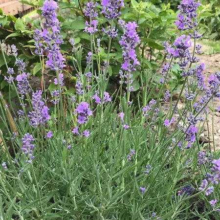 アパート Gawramaszki - - Komfortowe Z Lazienkami I Aneksami Kuchennymi