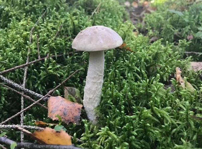 Gawramaszki - - Komfortowe Z Lazienkami I Aneksami Kuchennymi Apartament *