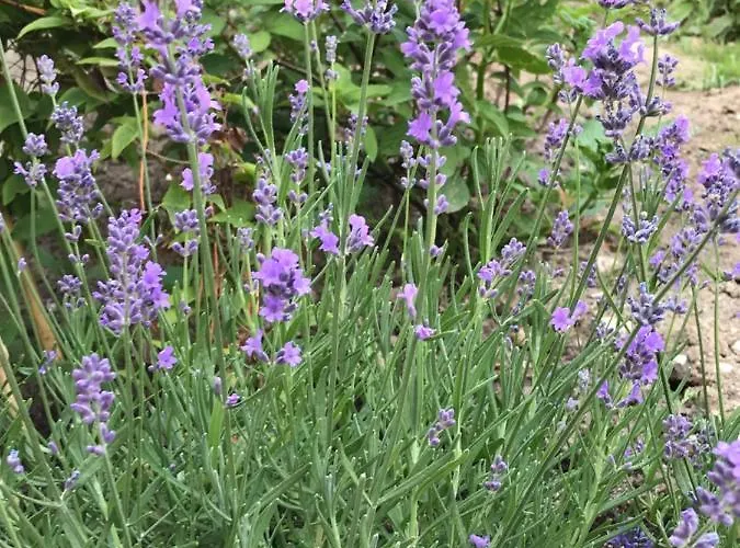 Apartament Gawramaszki - - Komfortowe Z Lazienkami I Aneksami Kuchennymi